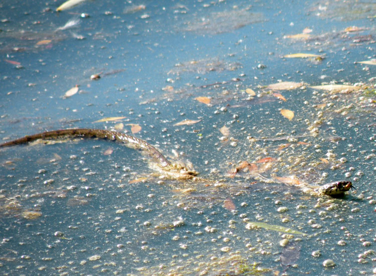 Natrix.... natrix o tessellata?